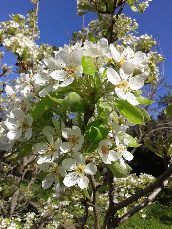 B&B La Quercia San Gregorio  客房 照片